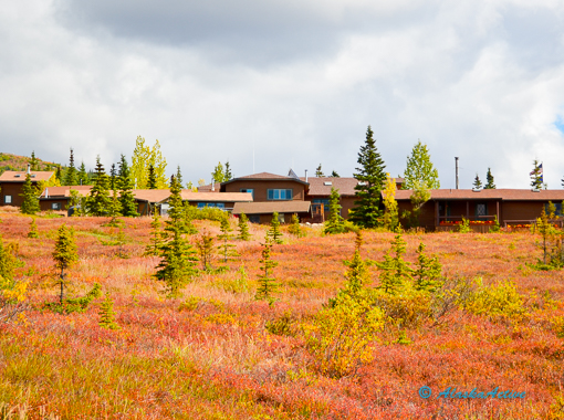 Kantishna Roadhouse Hike